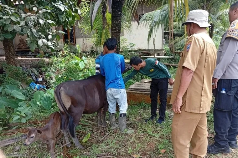 Wabah misterius melanda peternakan sapi di Desa Sipora Jaya, Kecamatan Sipora Utara, Kabupaten Kepulauan Mentawai. (Foto: Ist)