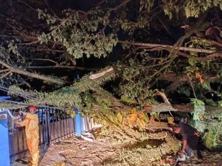 Diterjang Hujan Angin, Dua Pohon Raksasa di Padang Tumbang Tutup Jalan dan Timpa Pagar Kantor Demokrat