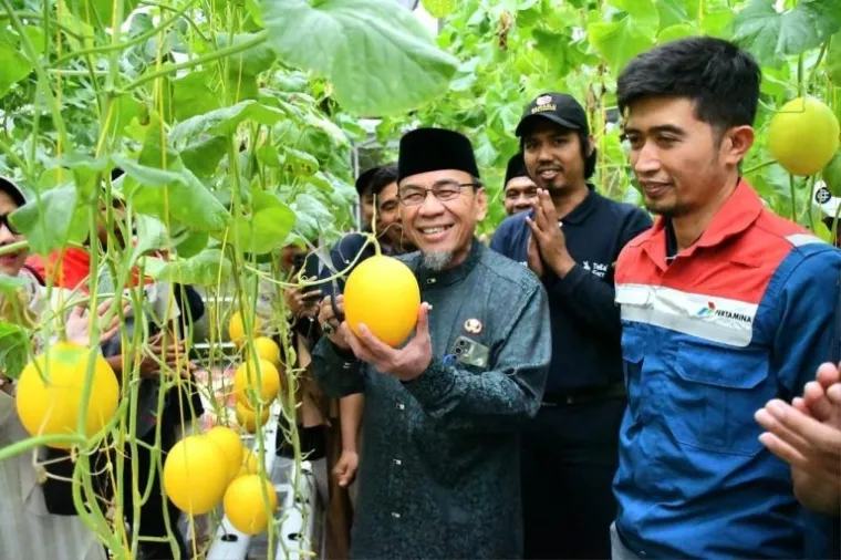 Wawako Padang Panen Perdana 1.000 Melon Hidroponik di Teluk Kabung Tengah