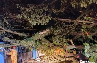 Diterjang Hujan Angin, Dua Pohon Raksasa di Padang Tumbang Tutup Jalan dan Timpa Pagar Kantor Demokrat