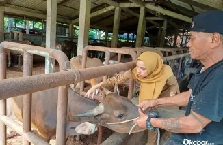 Petugas UPT Puskeswan Dinas Pertanian Kota Padang saat memeriksa kondisi ternak dan memberikan vaksinasi PMK secara gratis kepada peternak. (Foto: Ist)